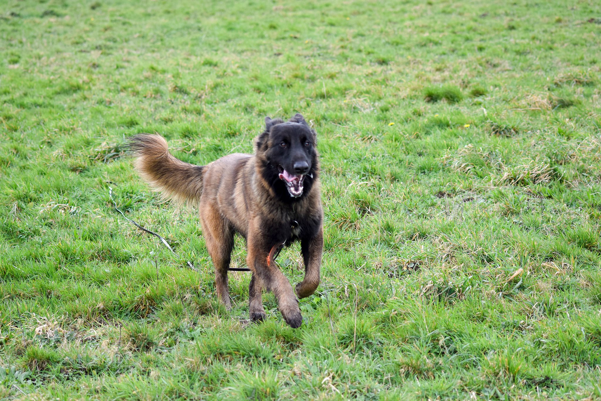 Educateur Canin Ouest Educateur Canin Ouest